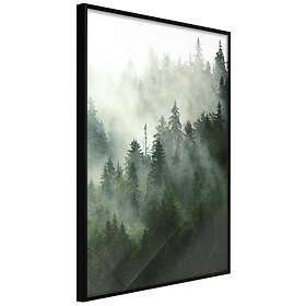 Artgeist Poster Affisch Coniferous Forest [Poster] 40x60 A3-DRBPRP0308l_cr