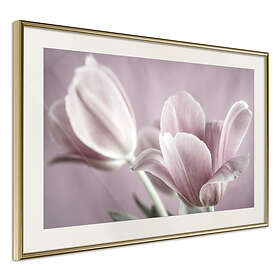 Artgeist Poster Affisch Pink Tulips [Poster] 60x40 A3-DRBPRP0105l_zr_pp