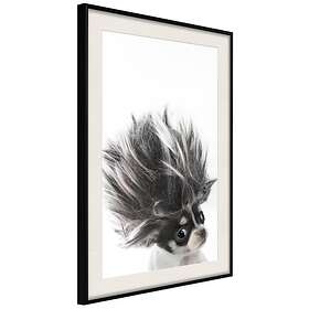 Artgeist Poster Affisch Chihuahua [Poster] 30x45 A3-DRBPRP0415m_cr_pp