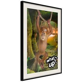 Artgeist Poster Affisch What's Up? [Poster] 20x30 A3-DRBPRP1373s_cr_pp