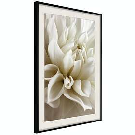 Artgeist Poster Affisch Beautiful Dahlia [Poster] 40x60 A3-DRBPRP1666l_cr_pp