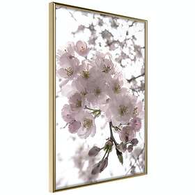 Artgeist Poster Affisch Cherry Blossoms [Poster] 40x60 A3-DRBPRP1692l_zr