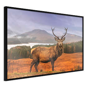 Artgeist Poster Affisch Scottish Stag [Poster] 45x30 A3-DRBPRP0122m_cr