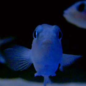 Powell - On The Feet Of A Wind LP