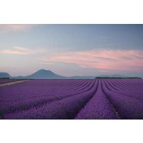 Lavender Field Poster
