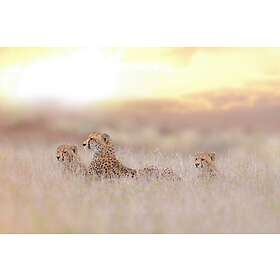 Cheetah Family Poster