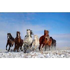 Mongolia Horses Poster