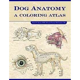 Dog Anatomy