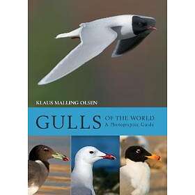 Klaus Malling Olsen: Gulls of the World