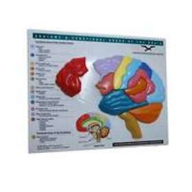 Norton: Brain Model &; Puzzle Anatomy and Functional Areas of the