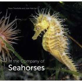 Steve Trewhella, Julie Hatcher: In the Company of Seahorses
