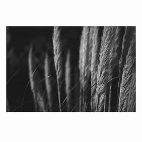 Lomography B&W Babylon 13 ISO 135/36