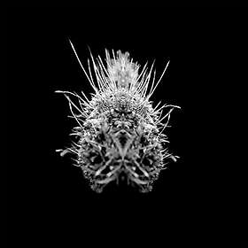 SELM Tiiier / Post-Adrenaline LP