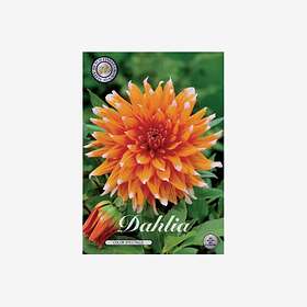 Sam van Schooten Dahlia, Color Spectacle