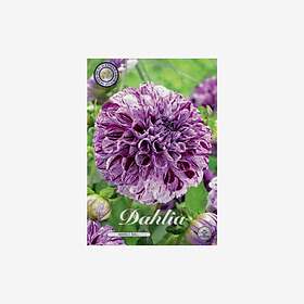 Sam van Schooten Dahlia, Marble ball
