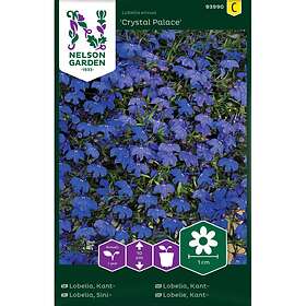 Lobelia