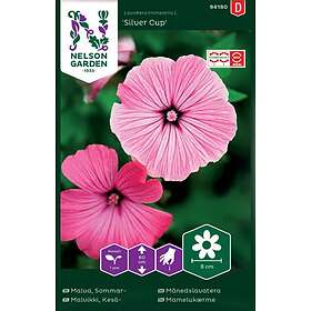 Nelson Garden Malva Silver Cup Rosa