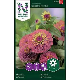 Zinnia