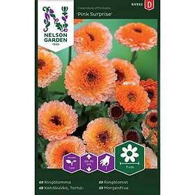 Nelson Garden Ringblomma Pink Surprise