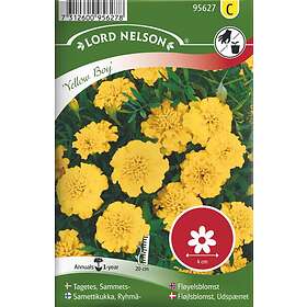 Tagetes