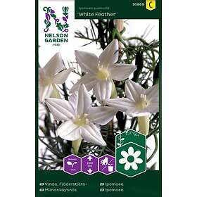 Nelson Garden Nelson garden Fröer Garden Fjäderstjärnvinda White Feather