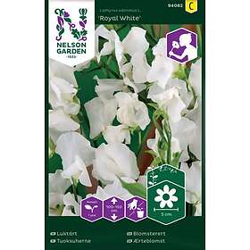 Nelson Garden Luktärt Royal White Vit