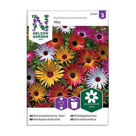 Nelson Garden Doroteablomma Stor Mix 87393