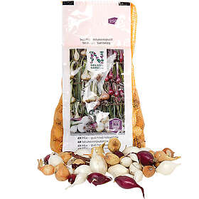 Nelson Garden Gul/röd/silverlök Sättlök Värmebeh 250g 