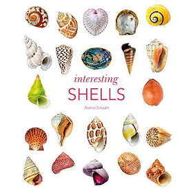 Andreia Salvador: Interesting Shells