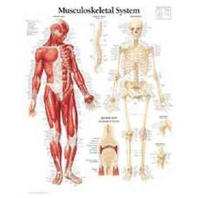 Scientific Publishing: Musculoskeletal, Laminated Chart