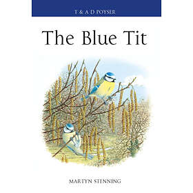 Martyn Stenning: The Blue Tit