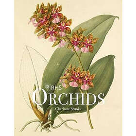 RHS Orchids