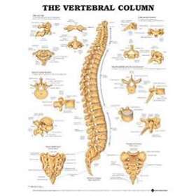 The Vertebral Column Anatomical Chart