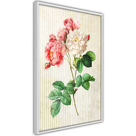 Artgeist Poster Affisch Heavenly Rose A3-POprp1167l_brA