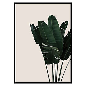 Gallerix Poster Banana Leaves Natural 2630-21x30G