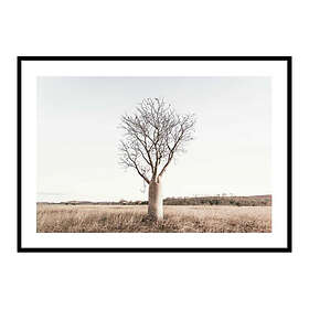 Gallerix Poster Boab Tree 4178-21x30