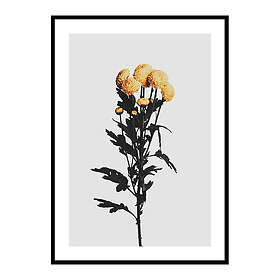 Gallerix Poster Chrysanthemum No2 4052-50x70