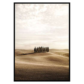 Gallerix Poster Cypress trees 3475-50x70