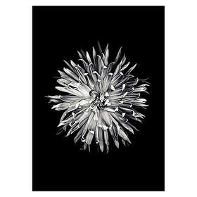 Gallerix Poster Dahlia BW 3007-30x40