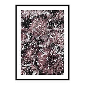 Gallerix Poster Dahlias 3722-21x30