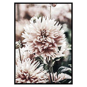 Gallerix Poster Dahlia 2672-21x30G