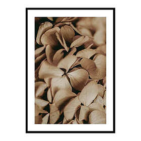 Gallerix Poster Dried Hydrangea 3710-30x40