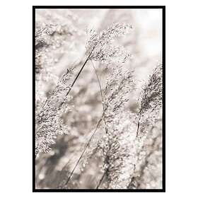 Gallerix Poster Dried Plants No3 3375-21x30