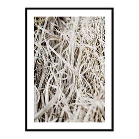 Gallerix Poster Grass 3717-21x30G