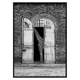 Gallerix Poster Hiding Giraffe 3110 3110-70x100