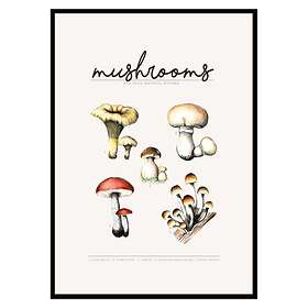 Gallerix Poster Mushrooms 3214-21x30G