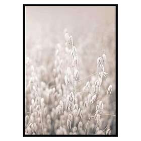 Gallerix Poster Oats No2 3374-21x30