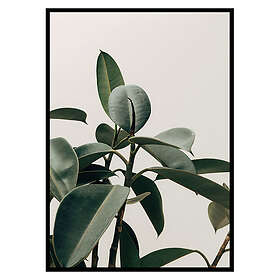 Gallerix Poster Rubber Plant 2610-21x30