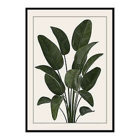 Gallerix Poster Strelitzia 3698-30x40