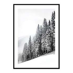 Gallerix Poster Snow Covered Trees 4329-21x30